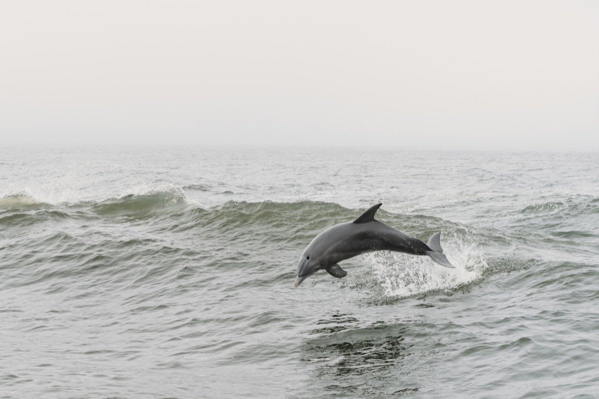 Dolphin Cruise