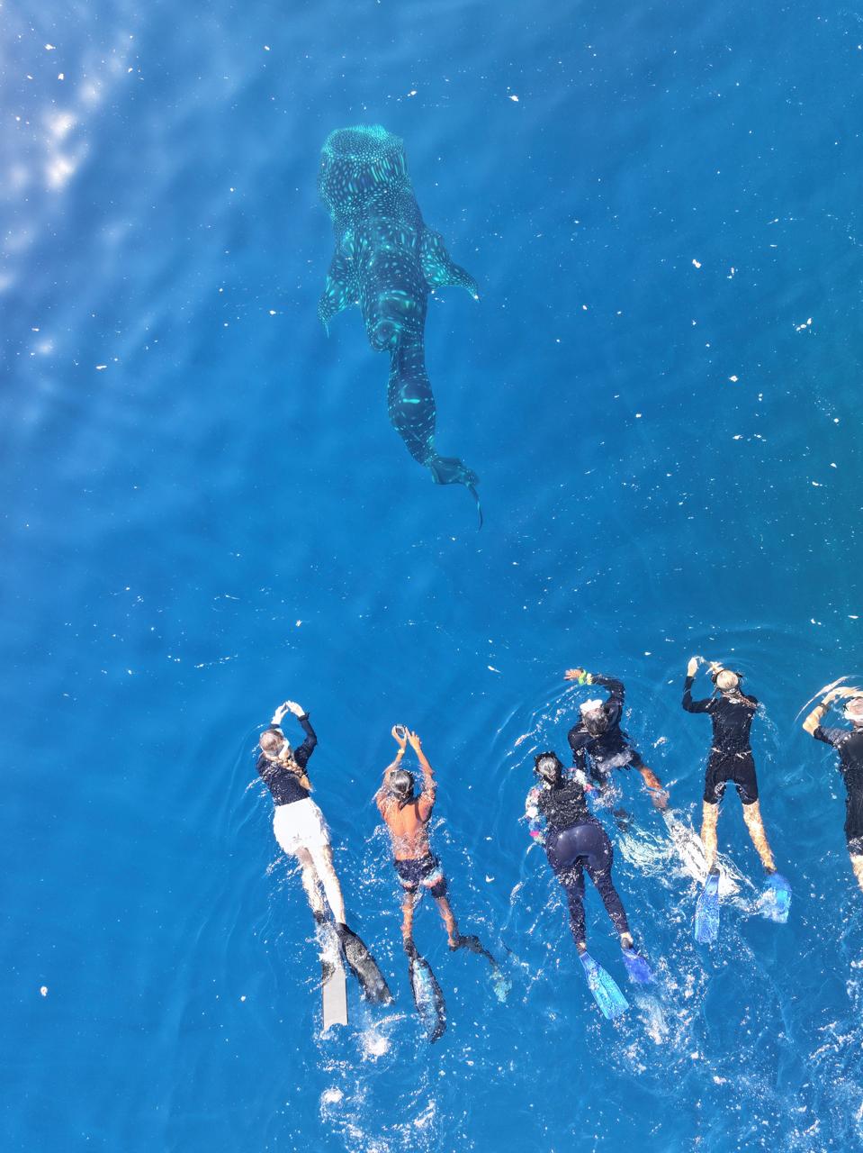 Whale shark trip