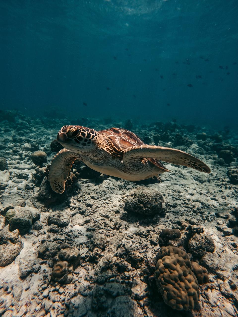 Ocean Breeze excursion in Rasdhoo Atoll