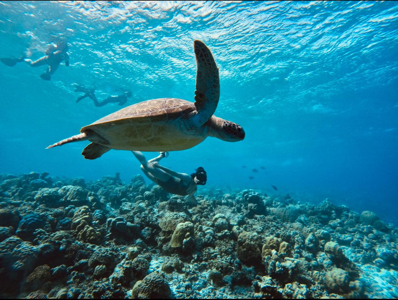 Turtle Reef Snorkeling