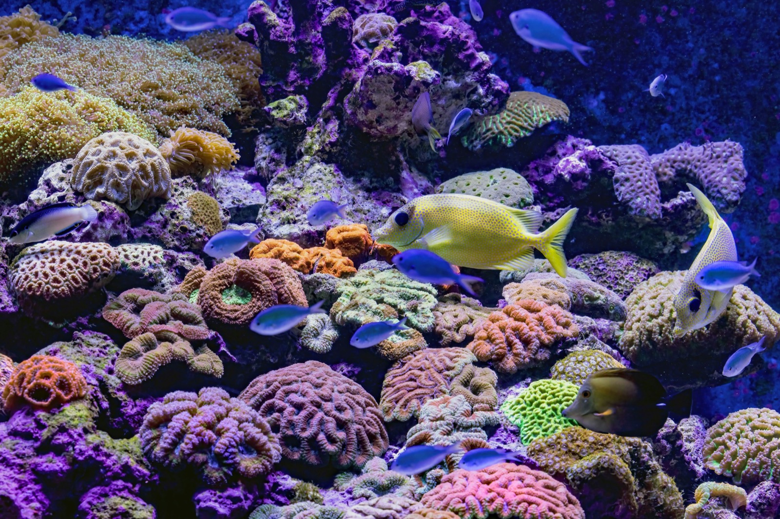 Snorkeling with Ocean Breeze