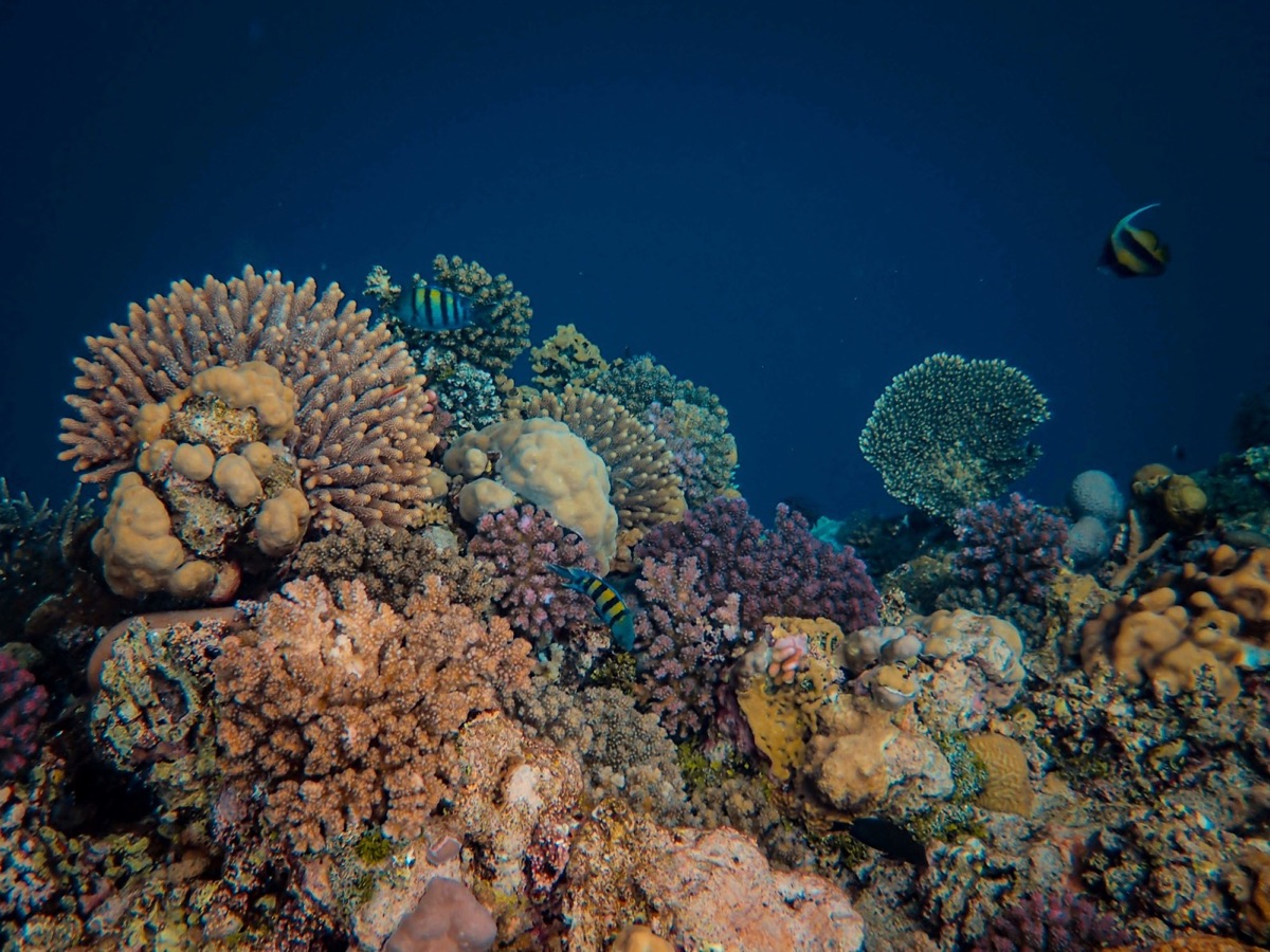 Three Spot Snorkeling