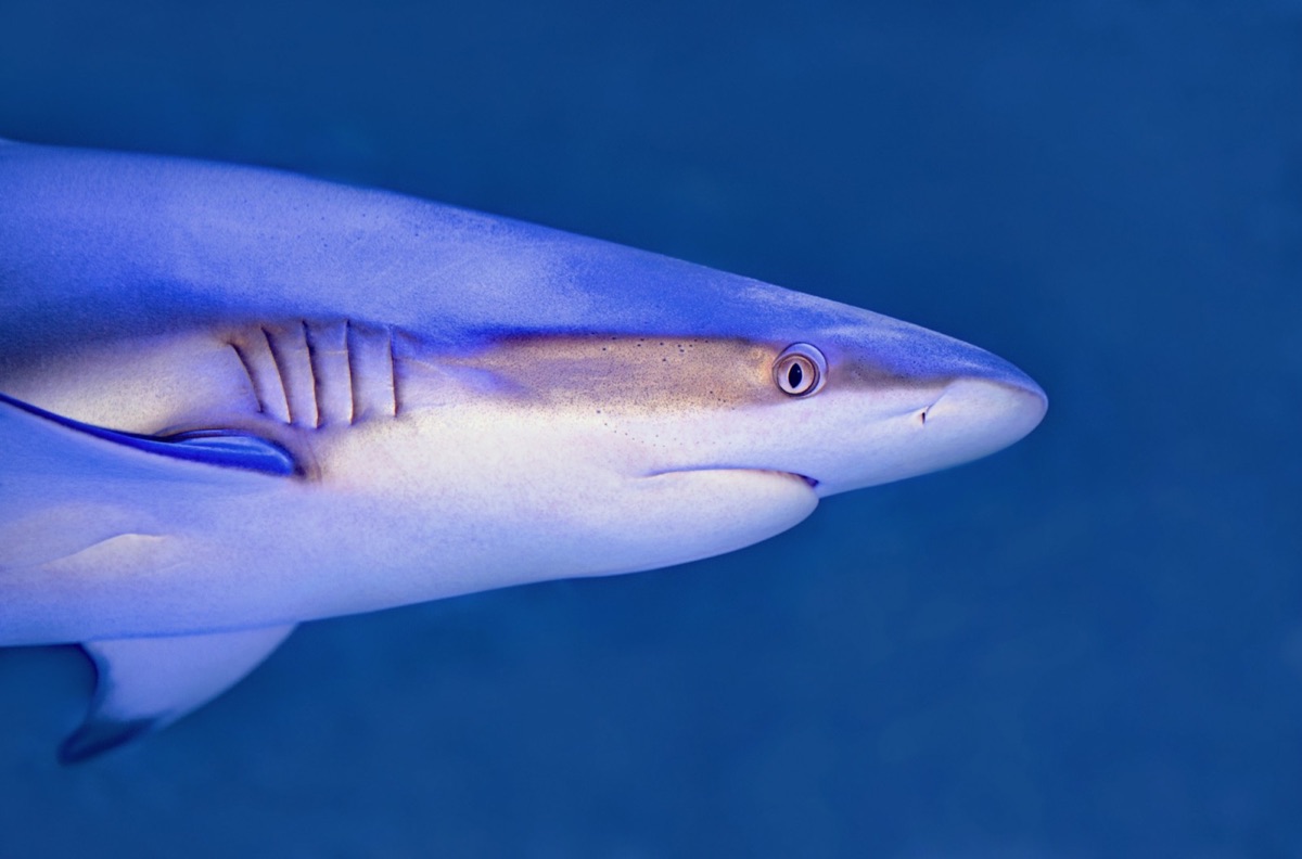Sharks & Mantas